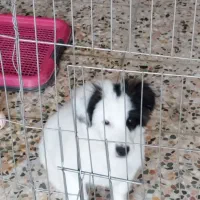 سگ اشپیتز سه ماهه دوست داشتنی و انرژی مثبت