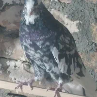 یک جفت سرور هفت رنگ|پرنده|خاوران, |دیوار