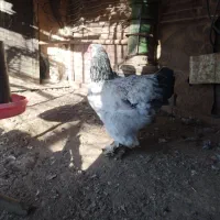 مرغ خروس وارداتی اصل برهما|حیوانات مزرعه|بانه, |دیوار