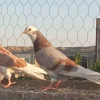 کبوتر گرفتنی