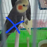 عروس هلندی|پرنده|رشت, حومه رشت|دیوار
