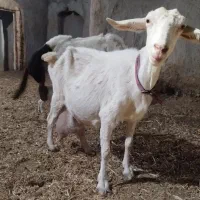 بزسانن درجه یک