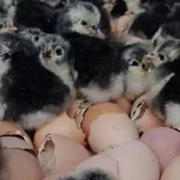 نیمچه و جوجه استرالوپ