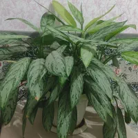 گل طبیعی زیبا وشاداب|گل و گیاه طبیعی|جوانرود, |دیوار