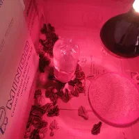 بلدرچین|حیوانات مزرعه|کرج, خرمدشت|دیوار