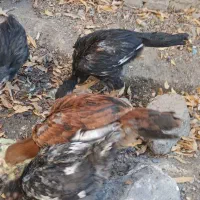 یک عدد بوقلمون و تعدادی جوجه لاری زیر مرغی|حیوانات مزرعه|کرج, فاز ۳ گوهردشت|دیوار