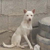 سگ پاکوتا اصل