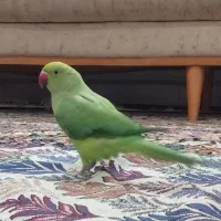 پرورش طوطی سانان