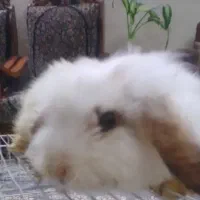 خرگوش لوپ|موش و خرگوش|کرمان, |دیوار