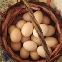 دونه ای ۲۳تومن