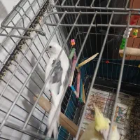 عروس هلندی آلبینو ولوتینو|پرنده|میلاجرد, |دیوار