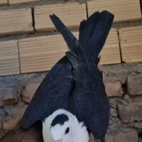 جفت کله سفید کربلایی