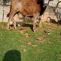 گاو یا ورزا کوله جرسی