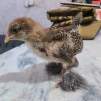 جوجه پاتریج آمریکایی