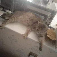 واگذاری گربه