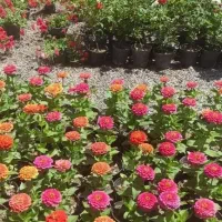 باغبانی درخت کاری شخم زدن حرص کاری با