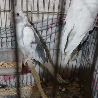 طوطی عروس|پرنده|رشت, ولکس|دیوار