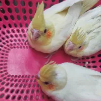 جوجه عروس هلندی لوتینو