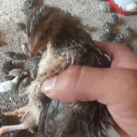 بلدرچین سرایان|حیوانات مزرعه|فردوس (خراسان), |دیوار