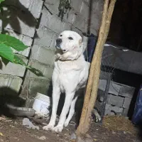 سگ خراسانی|سگ|آستانه اشرفیه, |دیوار