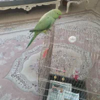 طوطی،کبوتر|پرنده|گلبهار, شهر جدید گلبهار|دیوار