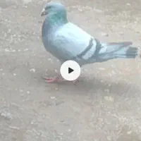 کبوتر شکار مسافتی خریداریم