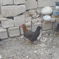 مرغ و خروس