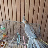 عروس هلندی سینامون جوان خانگی