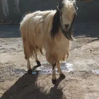 نر بز نژاد دوقلو زا