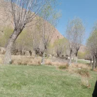 فروش دوتا قناری ابلغ