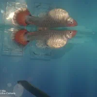 گوپی کوی توکسیدو