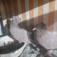 رواعب راعبی زینتی تک کاکل و دوکاکله|پرنده|تهران, امام زاده عبدالله|دیوار