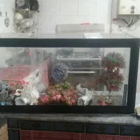 فروش اکواریوم به دلیل نداشتن جا|ماهی|تبریز, |دیوار