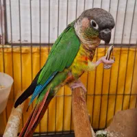 طوطی گرینچیک|پرنده|کرج, شاهین‌ویلا|دیوار