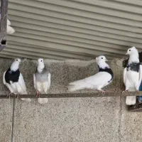 فروش بیست جفت طوقی یکجا|پرنده|اصفهان, رزمندگان|دیوار
