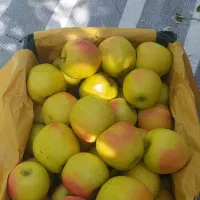 سیب ممتاز در سردخانه ۶۵تن