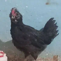 خروس گلین|حیوانات مزرعه|شیراز, گویم|دیوار