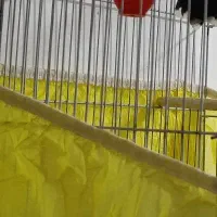 دو عدد قناری