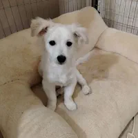 پامر اشپیتز|سگ|کرج, حیدرآباد|دیوار