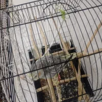 عروس هلندی نر|پرنده|شاهینشهر, گرگاب|دیوار