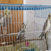 یک جفت عروس هلندی با جوجه