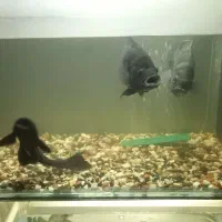 اسکار مولد|ماهی|گرگان, |دیوار