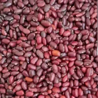 ۱۰۰ کیلو و تازه لوبیا