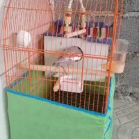 عروس هلندی|پرنده|پارس‌آباد, |دیوار