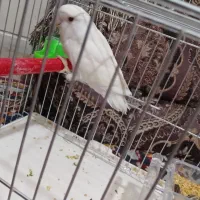 طوطی برزیلی سفید