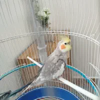 عروس هلندی سخنگو بسیار زیبا