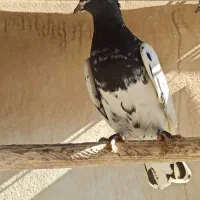 کبوتر کله ای و طوقی|پرنده|شاهینشهر, عطار|دیوار