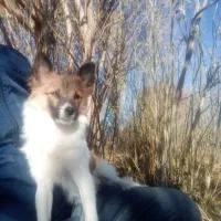 گمشده این سگ|حیوانات|همدان, |دیوار