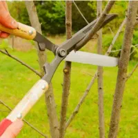 هرس درخت وباغچه