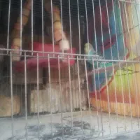 مرغ عشق ماده|پرنده|خمین, |دیوار